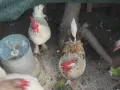 Шабо Петлета 5 бр, снимка 7