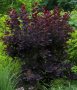 Червена Смрадлика (Cotinus coggygria 'Royal Purple'), снимка 2