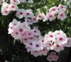 Pandorea JASMINOIDES (Пандорея), снимка 1