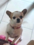 Чихуахуа мини момиче, снимка 1