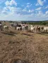 продавам телета, снимка 3