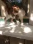 Подарявам котенца , снимка 8