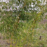 Бамбук Вивакс жълт Phyllostachys vivax 'Aureocaulis' , снимка 10 - Градински цветя и растения - 27535820