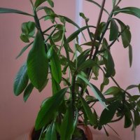 Каучуково дърво (Synadenium grantii), снимка 2 - Стайни растения - 39802008