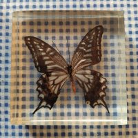 естествени  пеперуди , снимка 2 - Колекции - 39596146