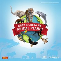 346 бр. Стикери от албума Била Animal Planet, снимка 1 - Колекции - 40062068