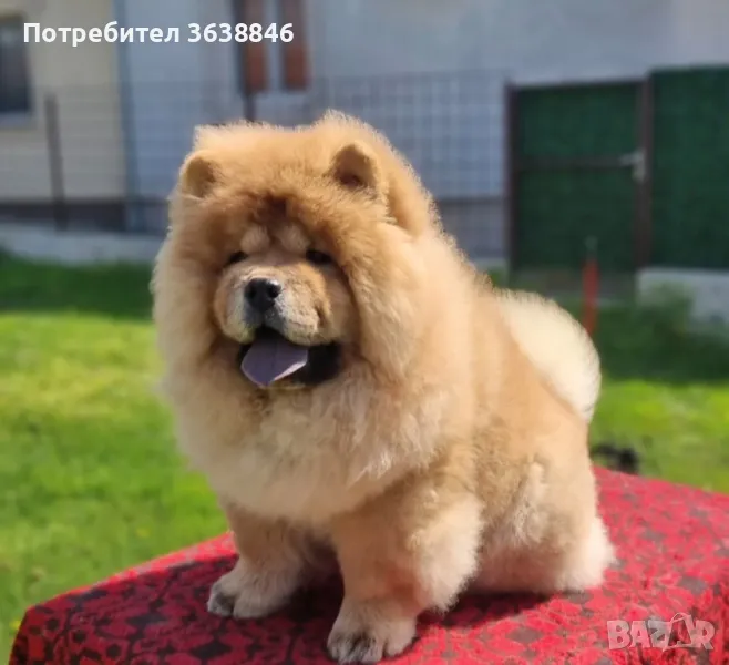 Чау чау, снимка 1