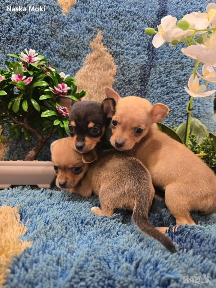 мини чихо пинчери , снимка 1