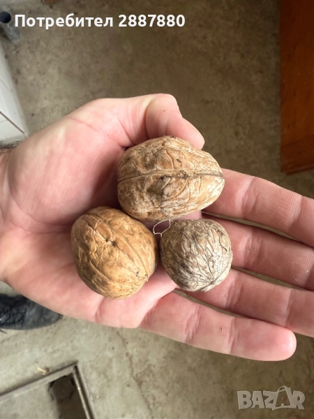 Орехи реколта 2025г., снимка 1