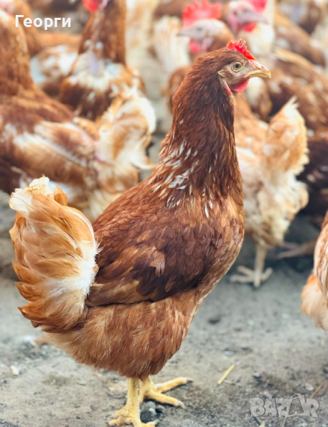 Кокошки Носачки , снимка 1