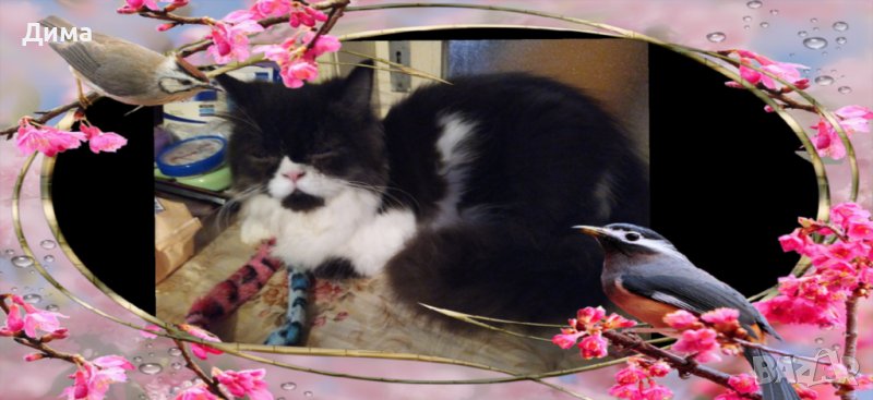  Ваксинирани персийски дългокосмести многоцветни котки,ЕС паспорт,микрочип домашни принцове любимци!, снимка 1