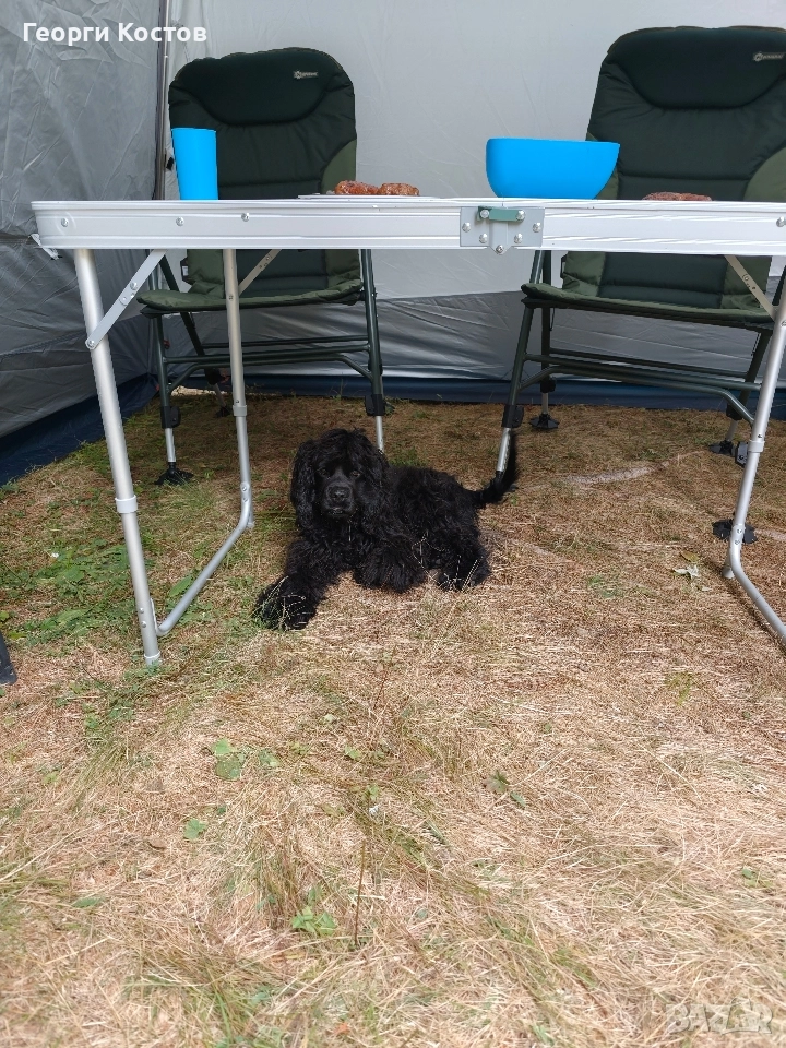 Продавам Кокер шпаньол , снимка 1