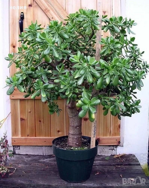 Дървото на живота красула, снимка 1