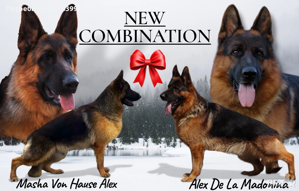 Немска Овчарка, снимка 1