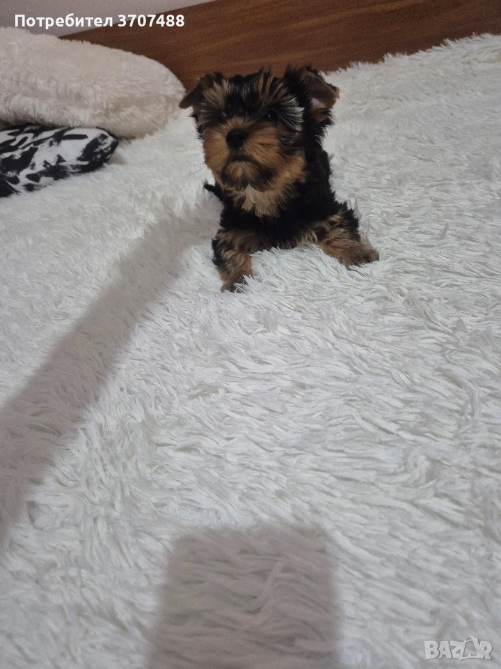 йоркширски териер , снимка 1