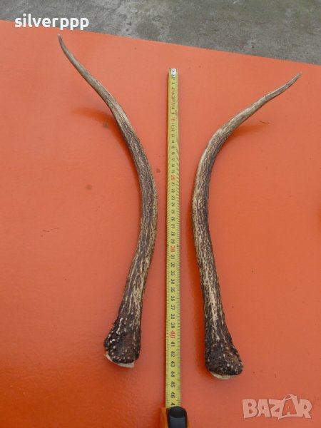  Рога от елен шилар , снимка 1