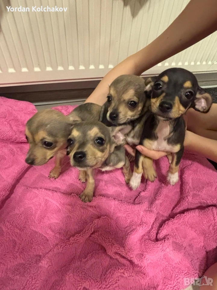 Чиху-пинчер кученца – готови за нов дом, снимка 1