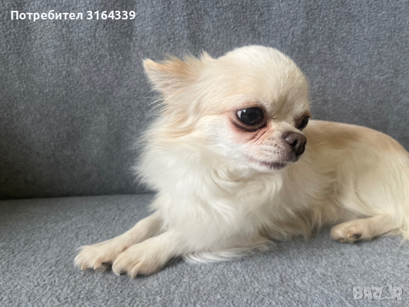 Мъжко Чихуахуа за разплод, снимка 1