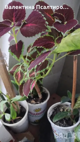 Копривка, снимка 1