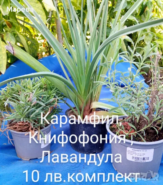 Цветя микс,външни основно и някои вътрешни. Цени на снимки , снимка 1