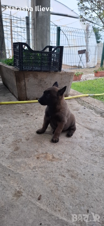 Белгийска овчарка малиноа , снимка 1