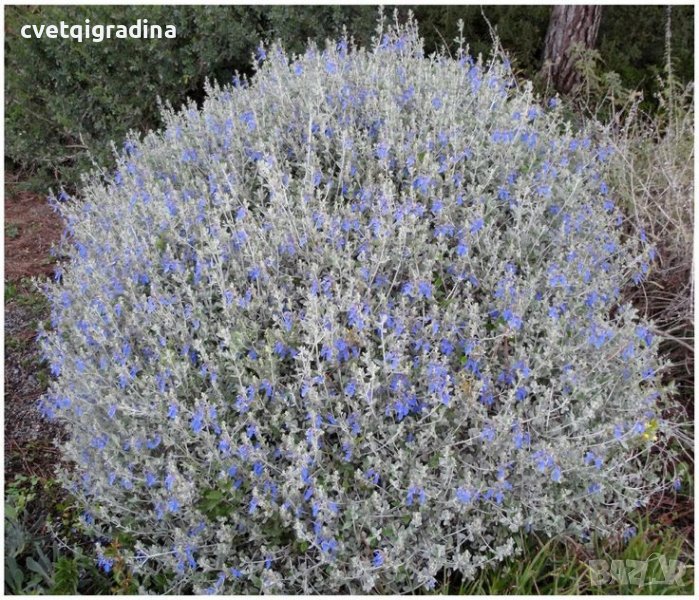 Teucrium fruticans (Теукриум), снимка 1