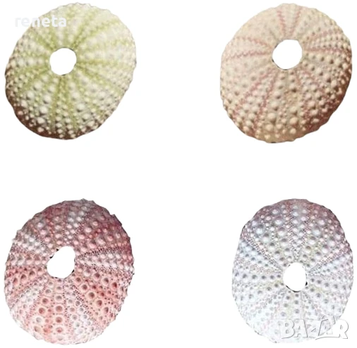 Раковина Таралеж, Естествена, Натурален цвят, 12 см, снимка 1