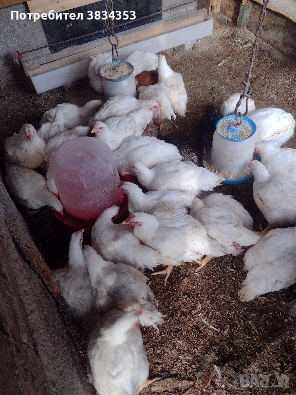 бройлери за клане, снимка 1