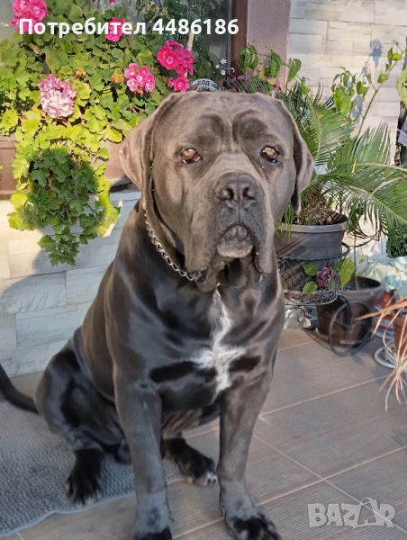 Кане Корсо /Италиано/-2години за разплод, снимка 1