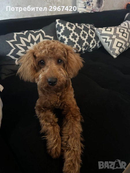 Пудел Той, снимка 1