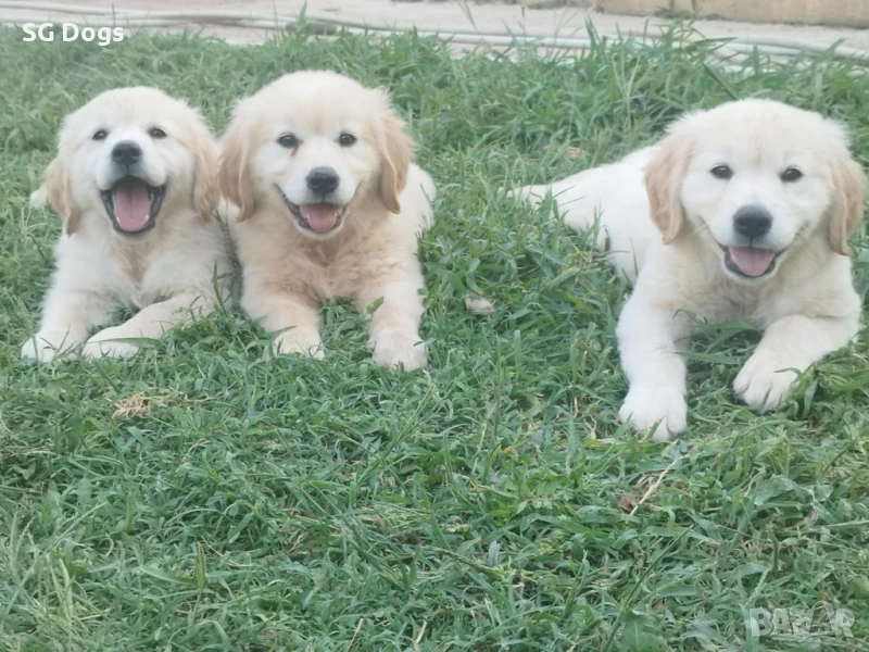 Голдън ретривър , снимка 1