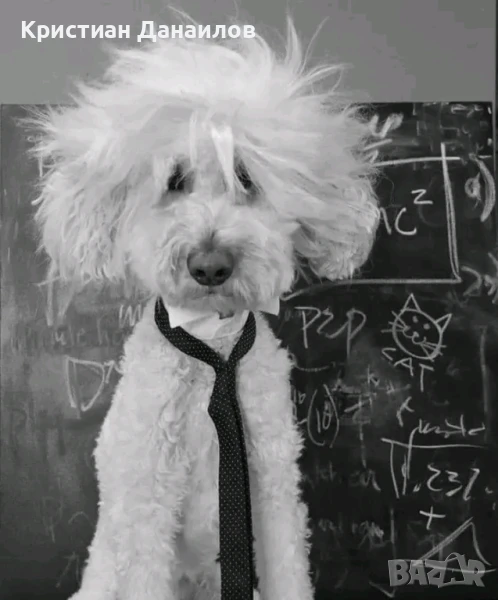 Френски Бишон фризе търси дама , снимка 1