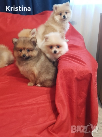 Померан померани свободни!, снимка 3 - Померан - 52774832