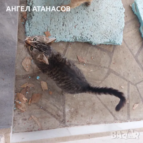 Подарявам малки котенца , снимка 11 - Други - 45925562