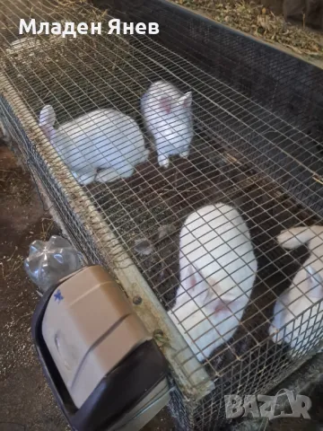 Новозеландски зайци, снимка 8 - Други - 43593956