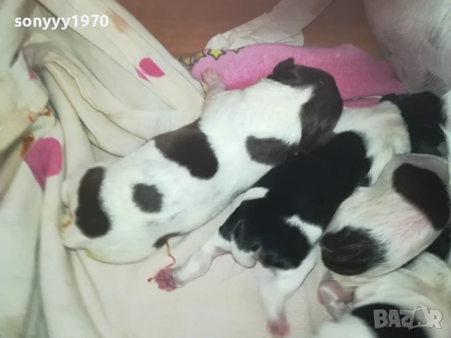ДЖАК РЪСЕЛ БЕБЕТА 1408252035, снимка 15 - Джак ръсел териер - 51369704