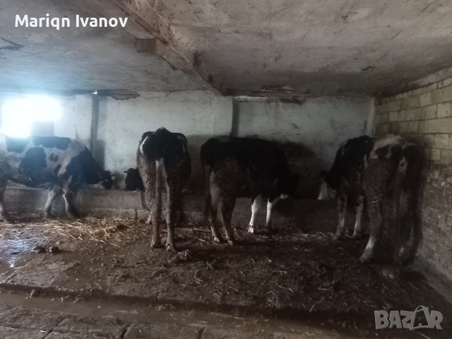 Продавам крави и теле, снимка 10 - Крави - 53633254
