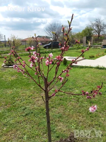 Къща под наем, снимка 15 - Къщи - 37628824