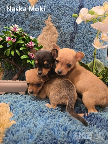 мини чихо пинчери 