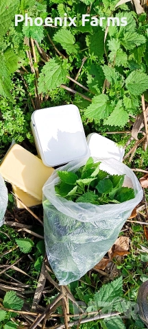 Домашно зряло краве сирене , зрял кашкавал 