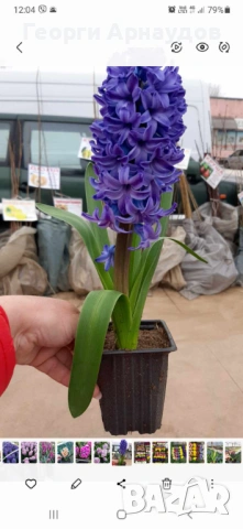 Зюмбюлл, снимка 12 - Градински цветя и растения - 53247943