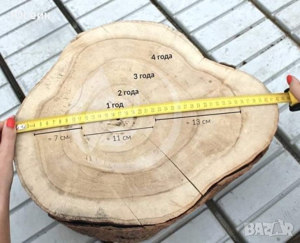Фиданки от пауловния , снимка 11 - Градински цветя и растения - 42173447