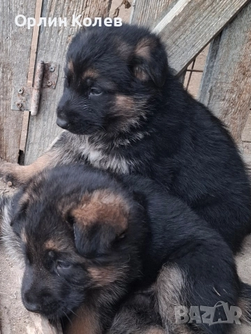 Развъдник за немски овчарки 