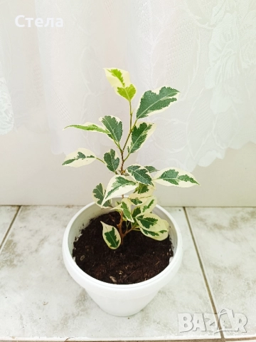 Сциндапсус, Бенджамин и други цветя , снимка 10 - Стайни растения - 45108051