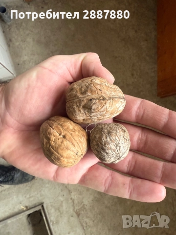 Орехи реколта 2025г.