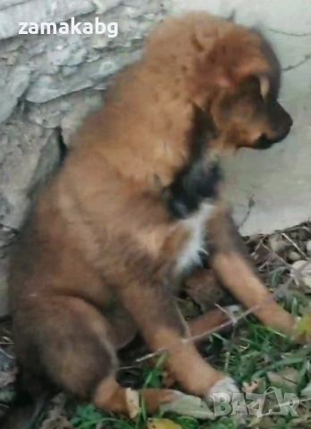 Подаряваме кученцe бездомниче пухено бобче женско, снимка 3 - Други - 52565899