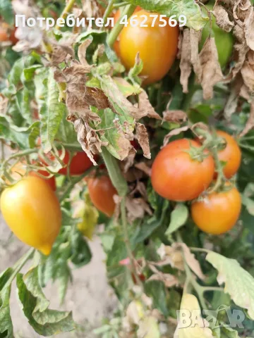 Продавам домашни градински домати , снимка 2 - Домашни продукти - 55804930