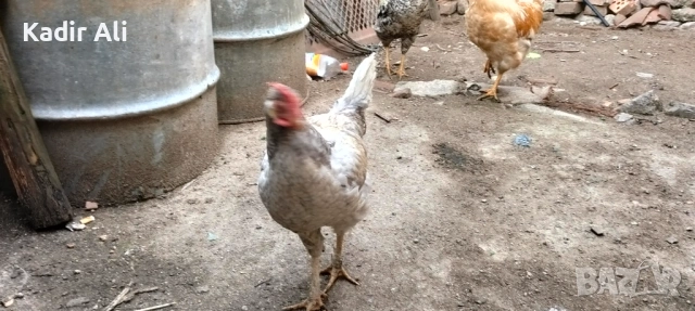 Продавам млади петли , снимка 7 - Кокошки и пуйки - 53690186