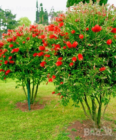 Калистемон , снимка 6 - Градински цветя и растения - 53635793