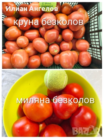 Семена от стари селски сортове домати,краставици и други, снимка 10 - Сортови семена и луковици - 52629365